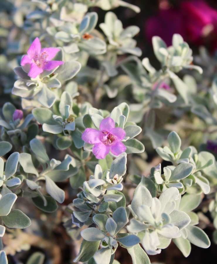 Lone Star Growers