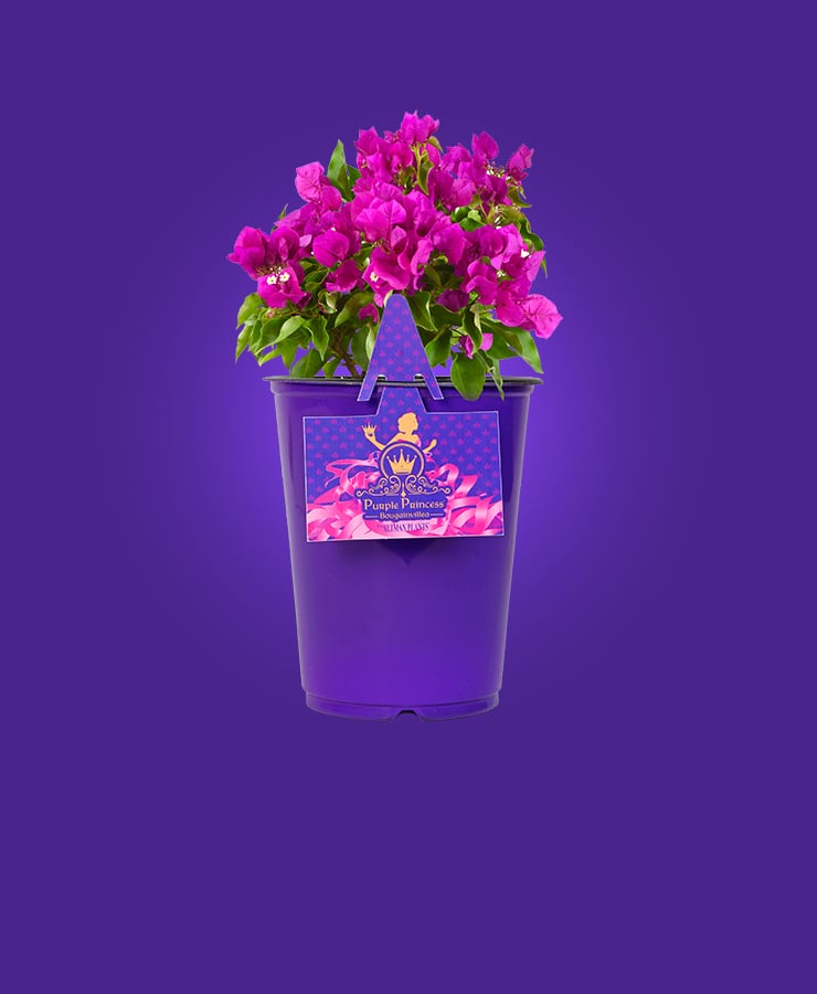 Purple Princess®